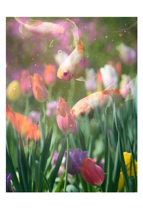Framed Tulip Swim A Print