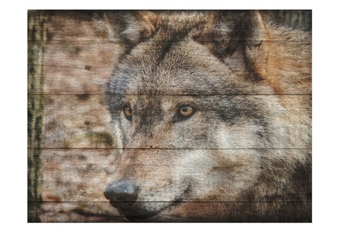 Framed Alfa Wolf 2 Print