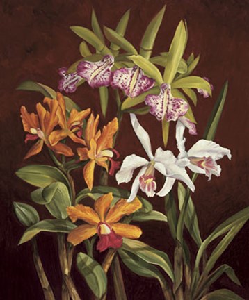 Framed Orchid Trio II Print