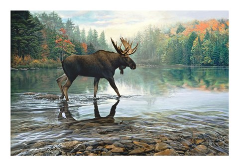 Framed Moose Crossing Print