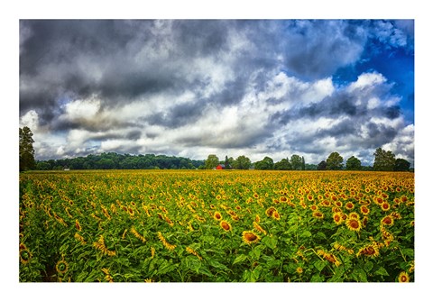 Framed Sunflower Field Print