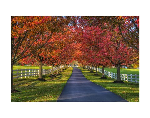 Framed Lane in Fall Print