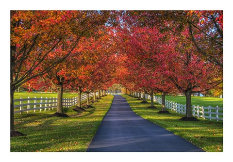 Framed Lane in Fall Print