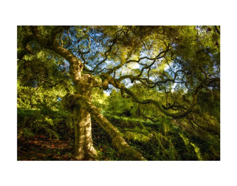 Framed Japanese Maple Print