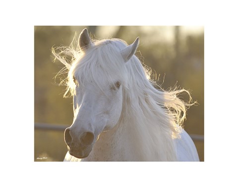 Framed Angel Baby Print