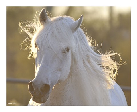 Framed Angel Baby Print
