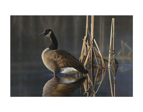 Framed Greet the Sun - Canada Goose Print