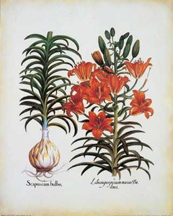 Framed Lilium Scapus I Print