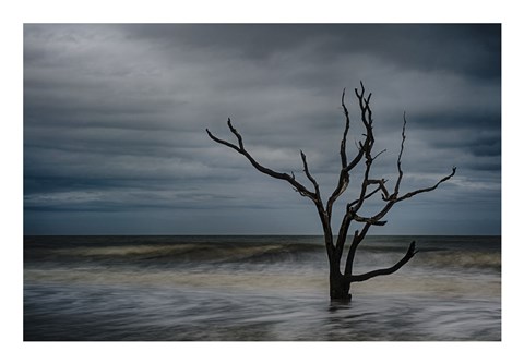 Framed Tree on Botany Bay Print