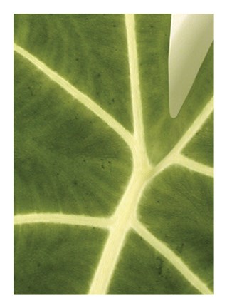 Framed Tropical Veins Print