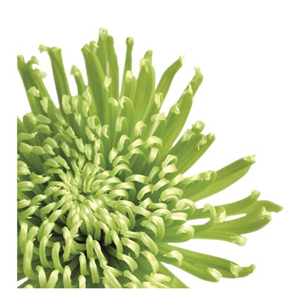 Framed Green Bloom 3 (detail) Print