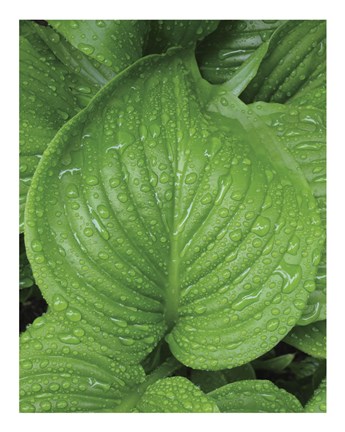 Framed After the Rain 2025 Print