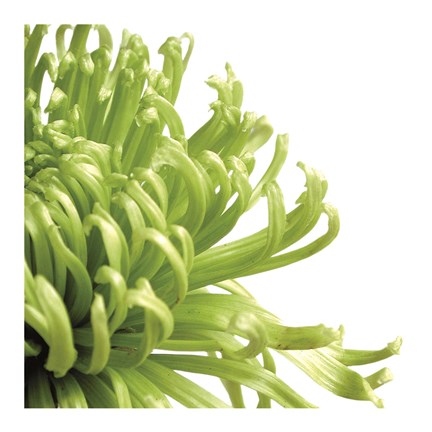 Framed Green Bloom 2 (detail) Print