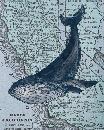 Framed California&#39;s Grayback Whale Print