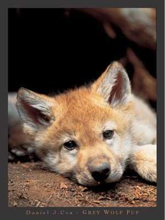Framed Grey Wolf Pup Print