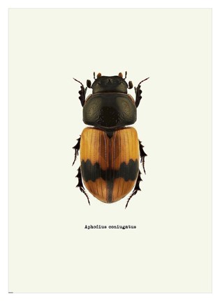 Framed Beetle Orange Print