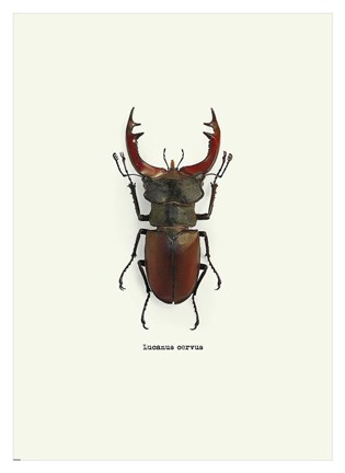 Framed Beetle Red Print