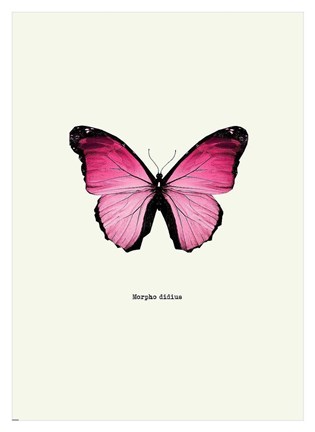 Framed Pink Butterfly Print