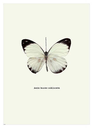 Framed White Butterfly Print