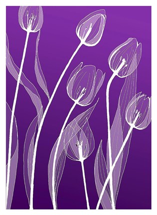 Framed X-ray Flowers Purple Print