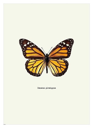 Framed Yellow Butterfly Print
