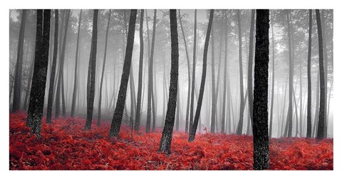 Framed Autumn Woods 2 Print