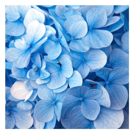 Framed Blue Flowers Print