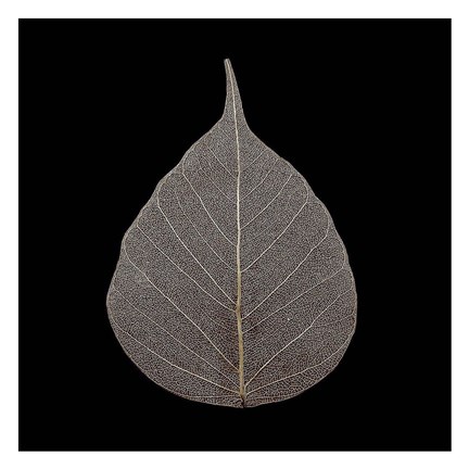 Framed Brown Leaf Print