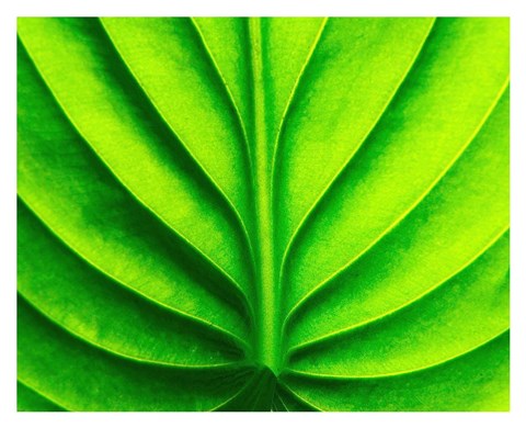 Framed Green Design 2 Print