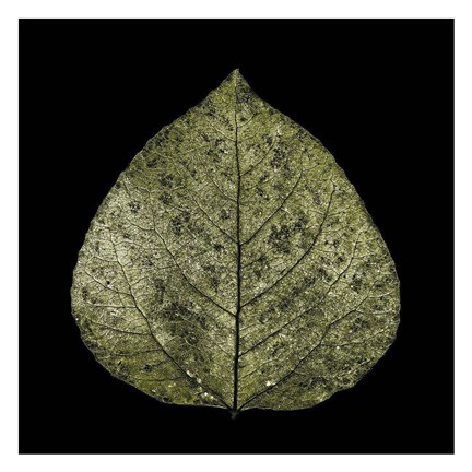 Framed Green Leaf Print