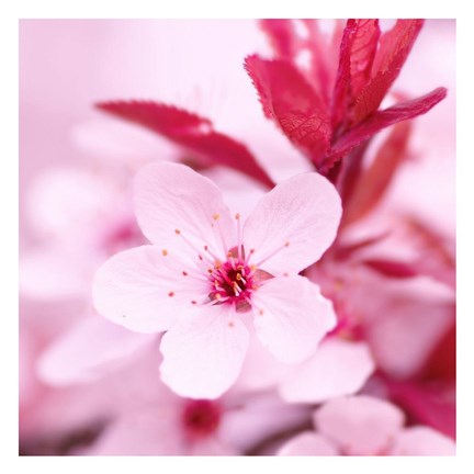 Framed Pink Blossom 1 Print