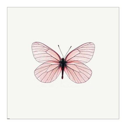 Framed Pink Butterfly Print