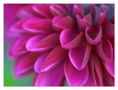 Framed Pink Chrysanthemum Print
