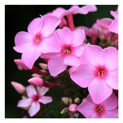 Framed Pink Flowers 1 Print