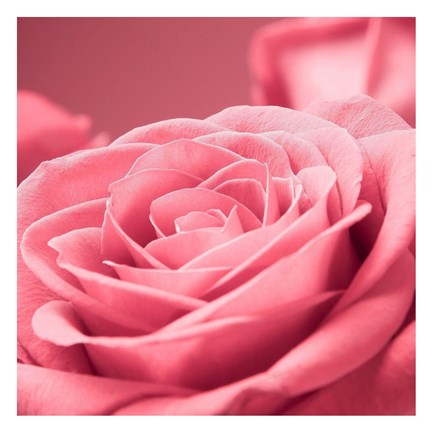 Framed Pink Rose 1 Print