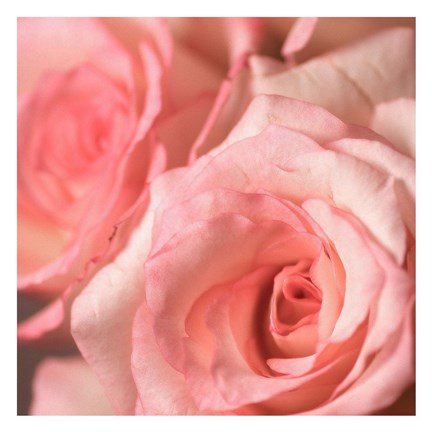 Framed Pink Rose 2 Print