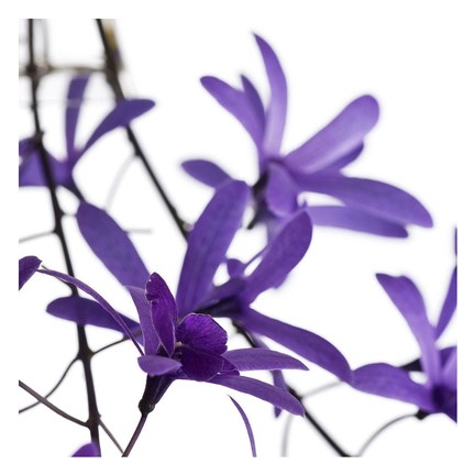 Framed Purple Blossom I Print