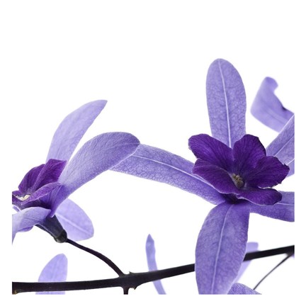 Framed Purple Blossom II Print