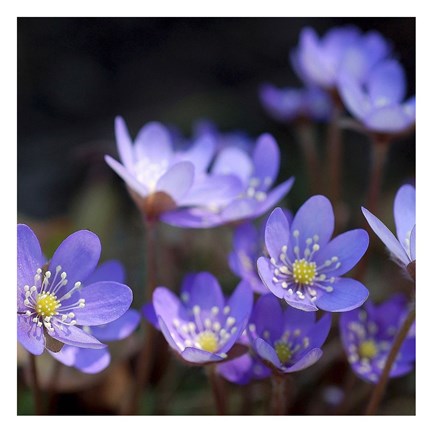 Framed Purple Flowers 1 Print