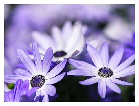 Framed Purple Flowers 3 Print