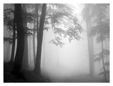 Framed Woods 1 Print