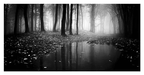 Framed Woods 2 Print