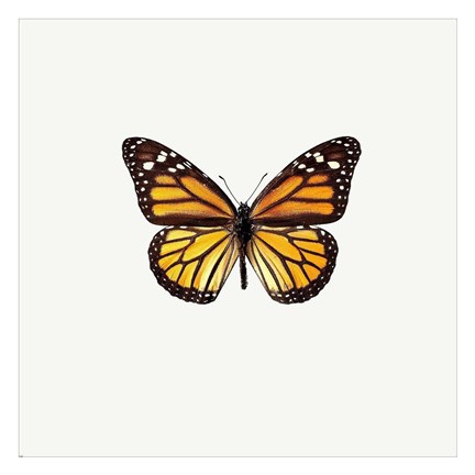 Framed Yellow Butterfly 2 Print