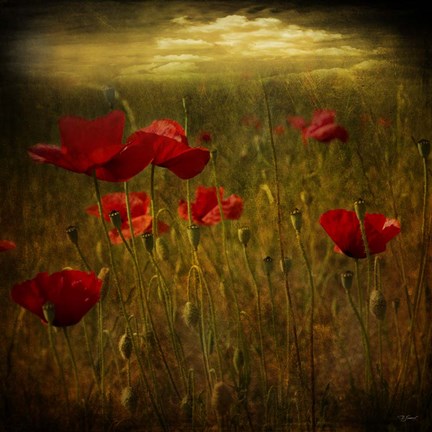 Framed Fields of Red I Print