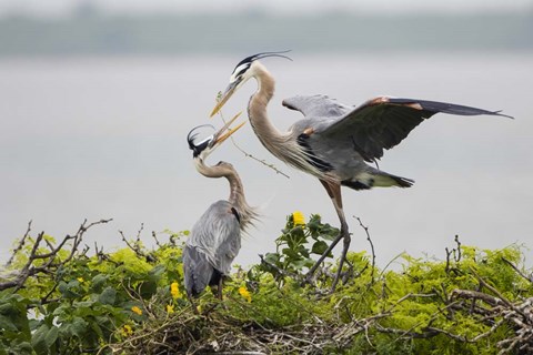 Framed Great Blue Heron (Ardea herodias) Print