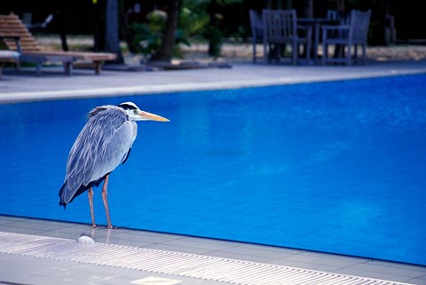 Framed Big Blue Heron, Maldives Print