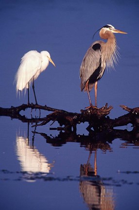 Framed Great Egret and Great Blue Heron on a Log in Morning Light Print