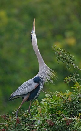 Framed Great Blue Heron Displaying the Sky Point Courtship Ritual Print