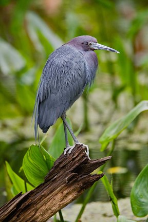 Framed Little Blue Heron, Corkscrew Swamp Sanctuary, Florida Print