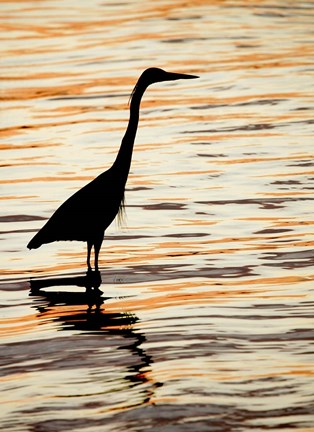 Framed Silhouette of Great Blue Heron in Water at Sunset Print